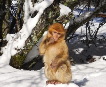 Monkey Forest Azrou